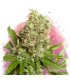 WHITE WIDOW