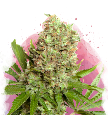 WHITE WIDOW