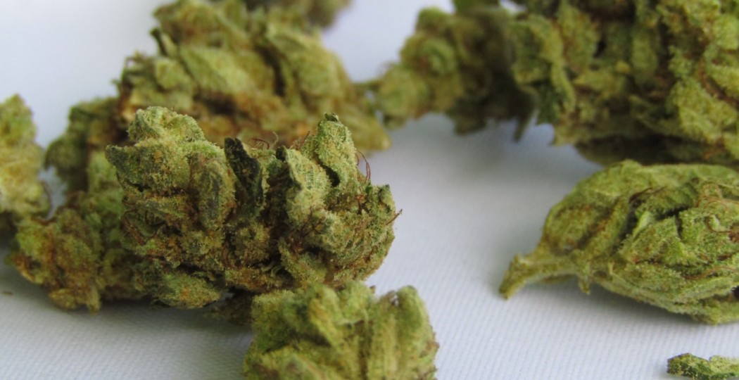 5 factores para escoger tu semilla de marihuana