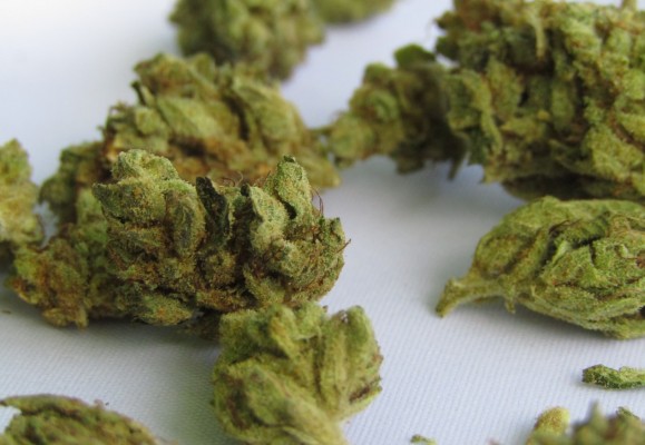 Semillas de marihuana: todo lo que necesitas saber para su cultivo
